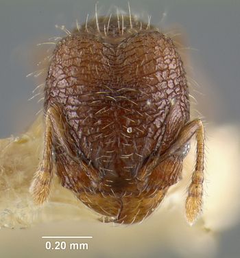 Media type: image; Entomology 20777